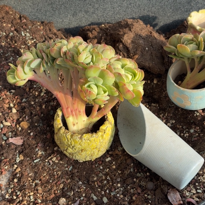 多肉植物碧桃缀化朵朵