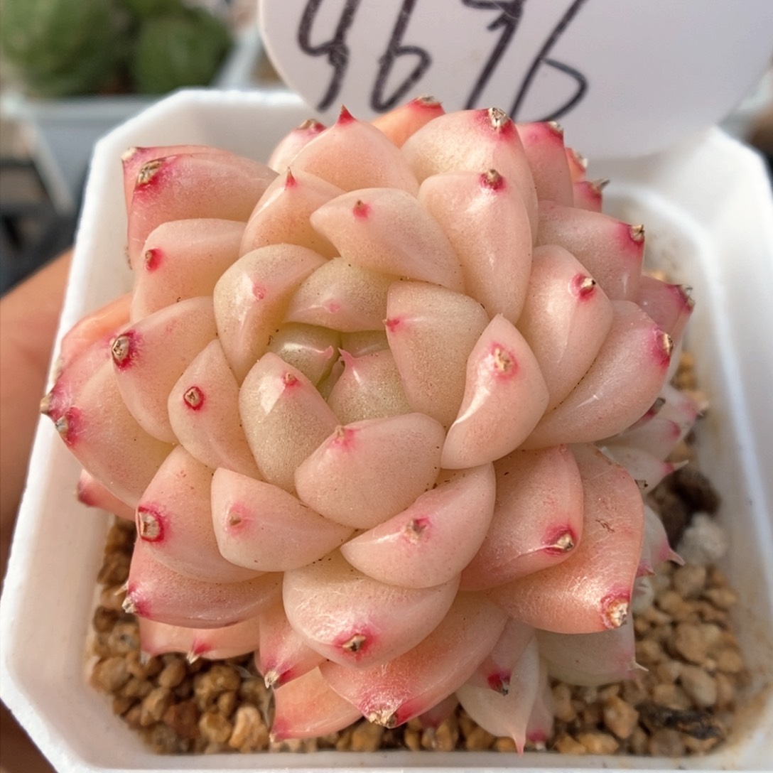 粉油透麦杆群生9696号