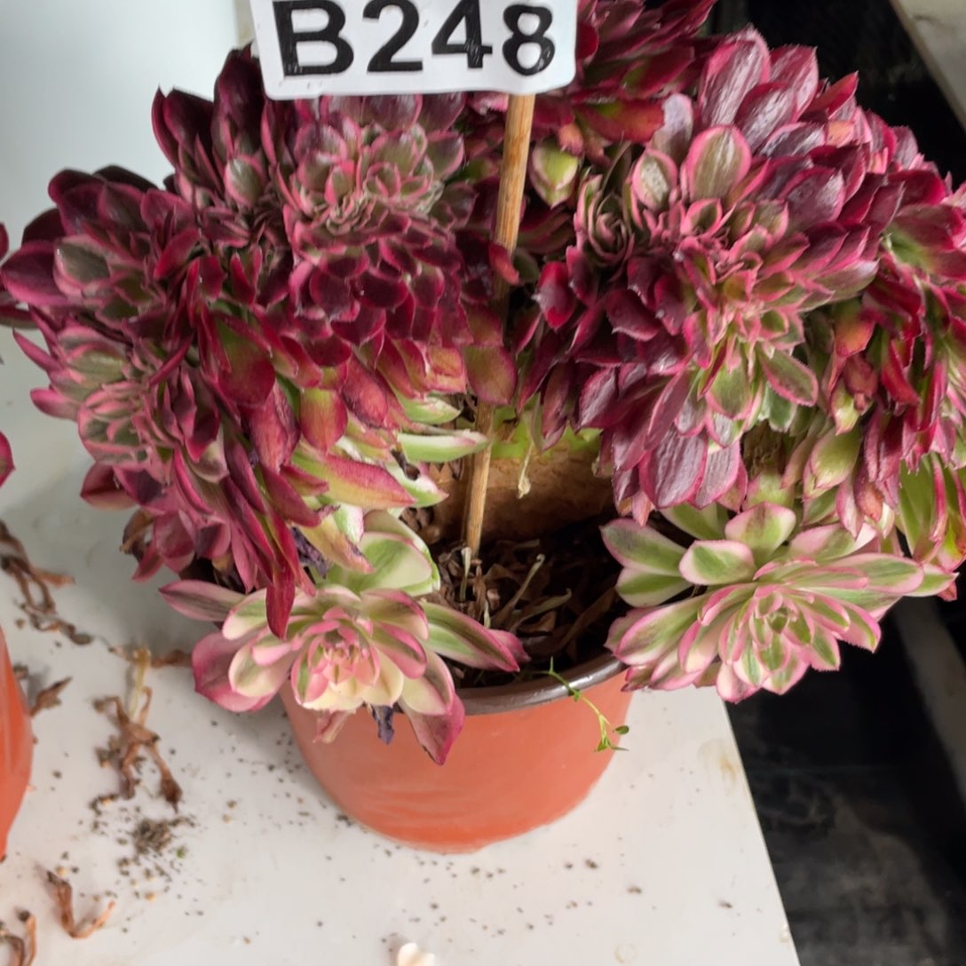 紫砂茶杯s*霞248荔枝追