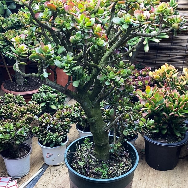 姬红花月老桩一物一拍