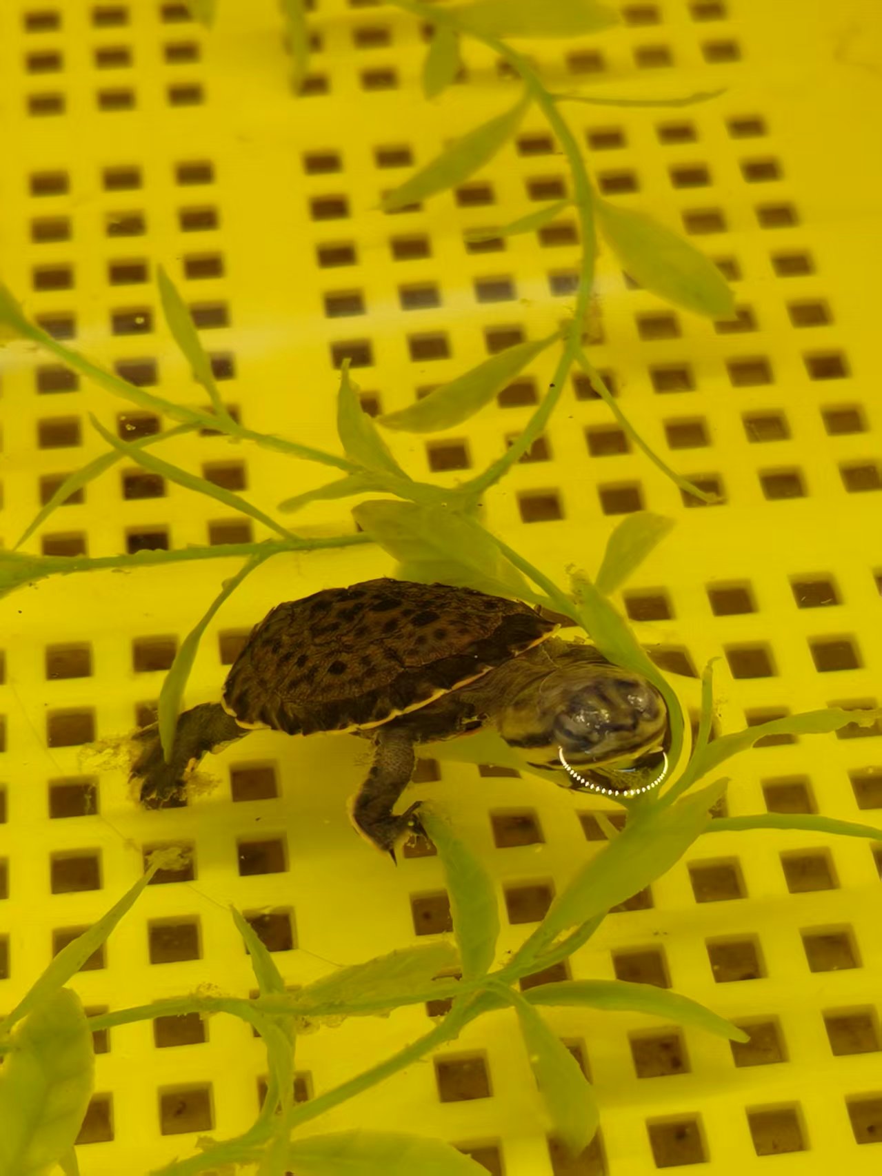 福袋龟龟随机一只