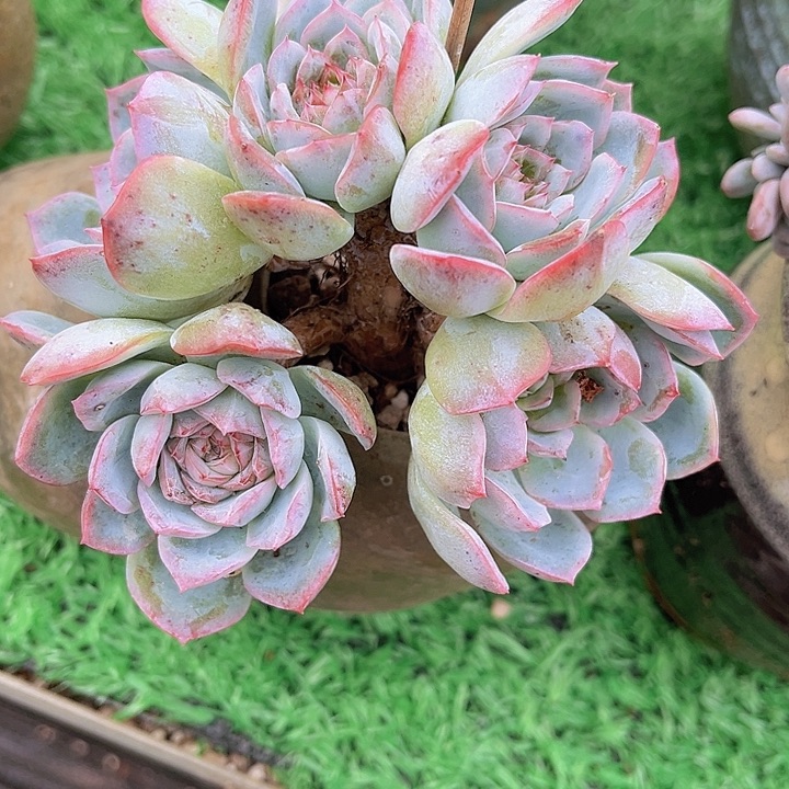 莎莎朵朵缀1917多肉植物