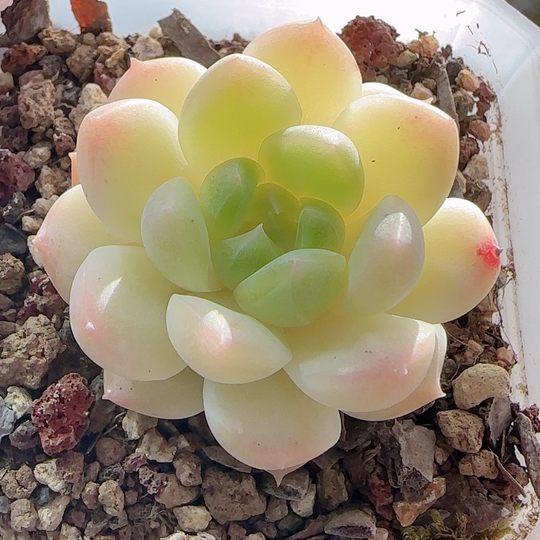 多肉0921--100白桃汽水