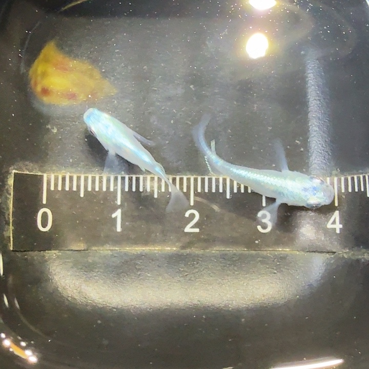 青鳉鱼96号拍品银球球