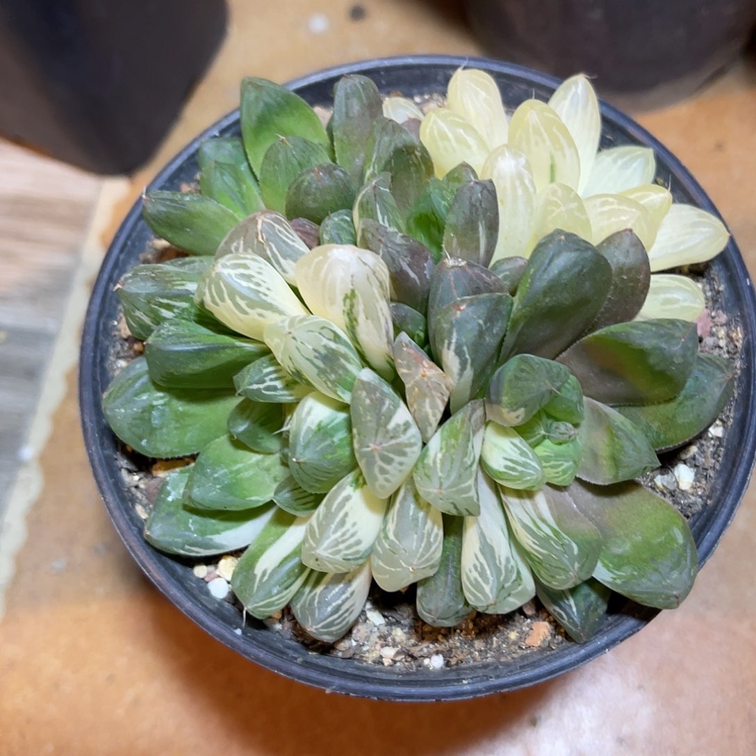 玉露锦大群一物一拍