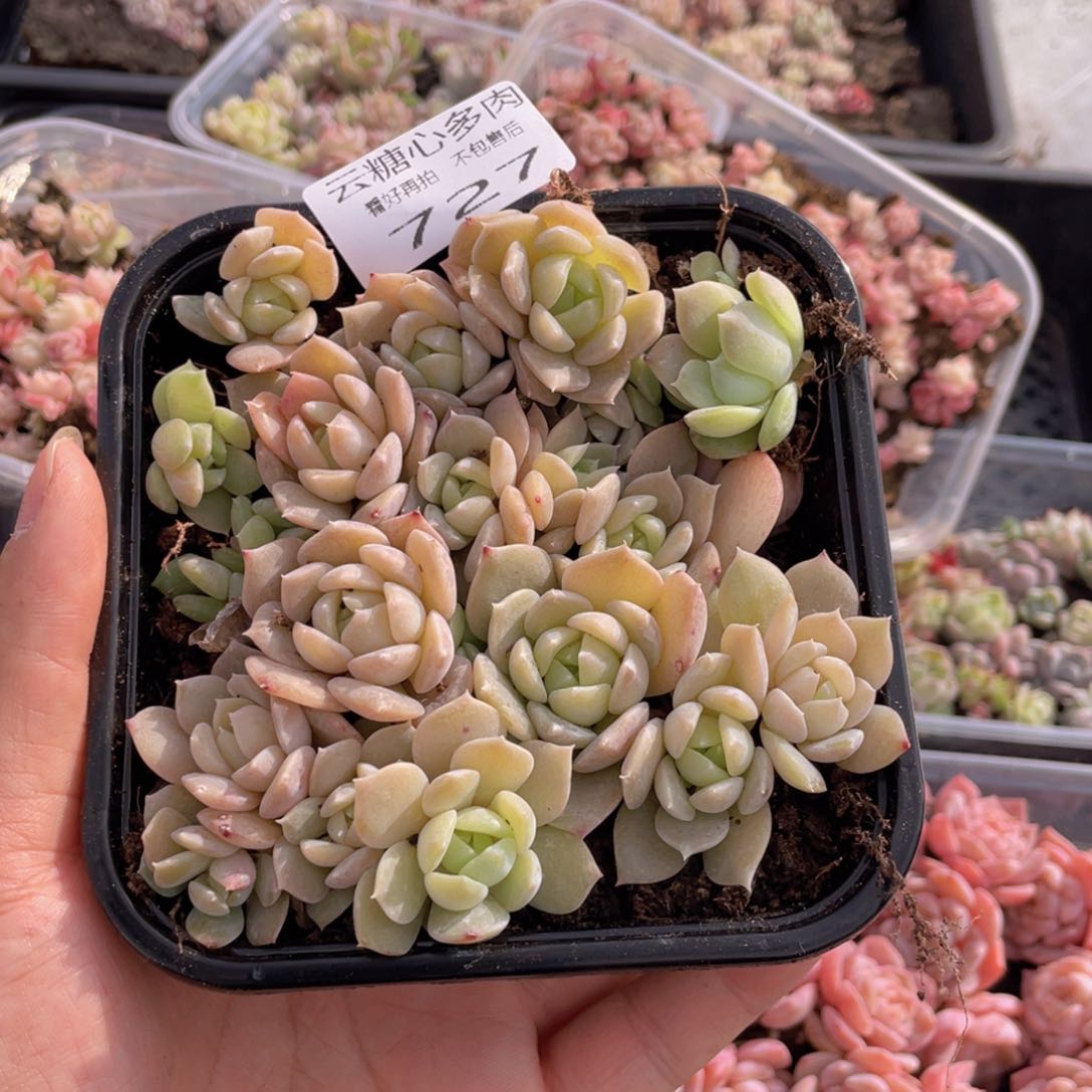 云糖心多肉植物727