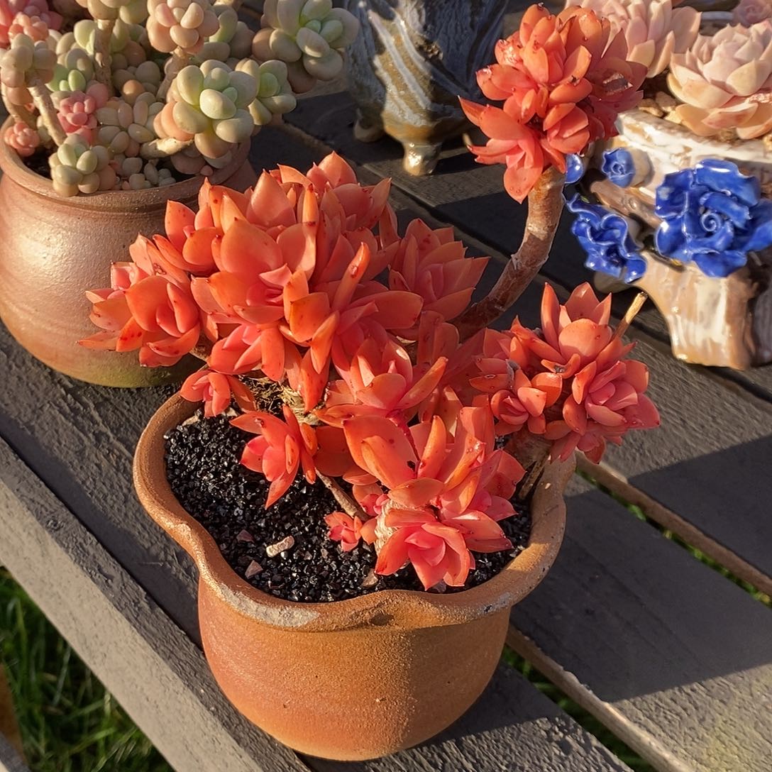 老朱多肉金色年华