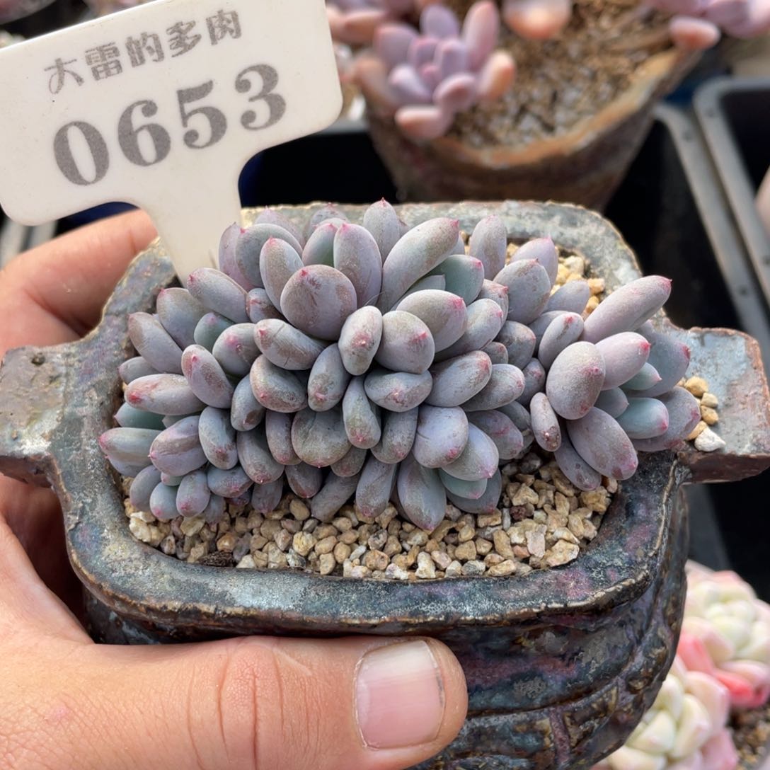 0653香香雪不带盆8厘米