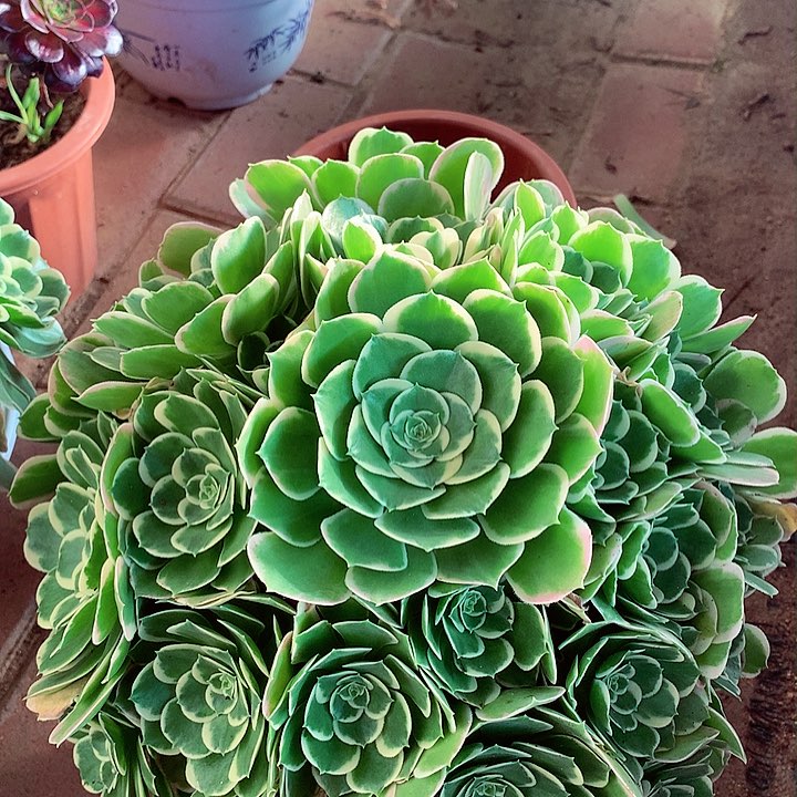 白凤捧花，多肉植物