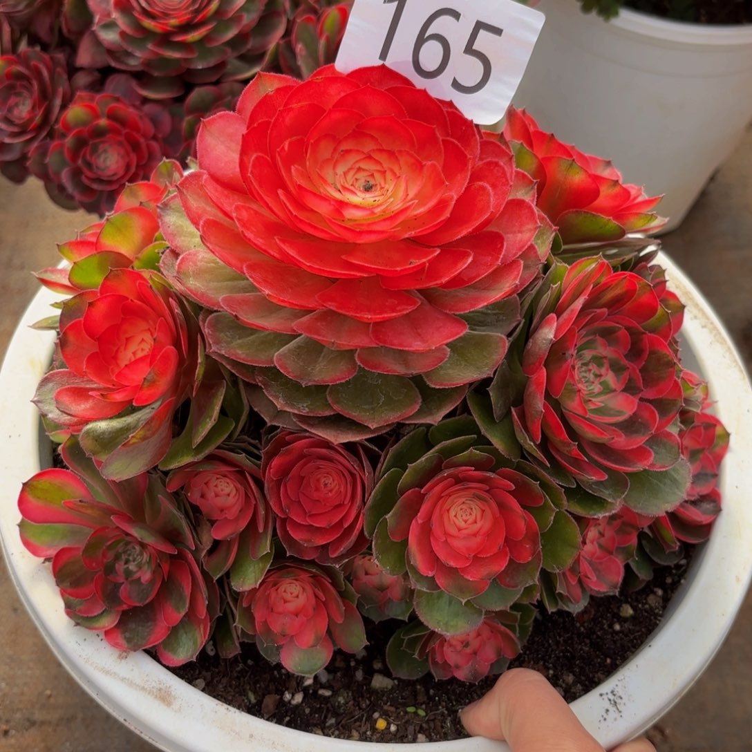 165多肉植物荔枝特价