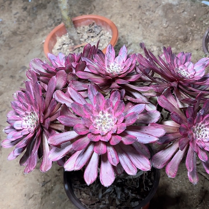 多肉植物法师紫霞19