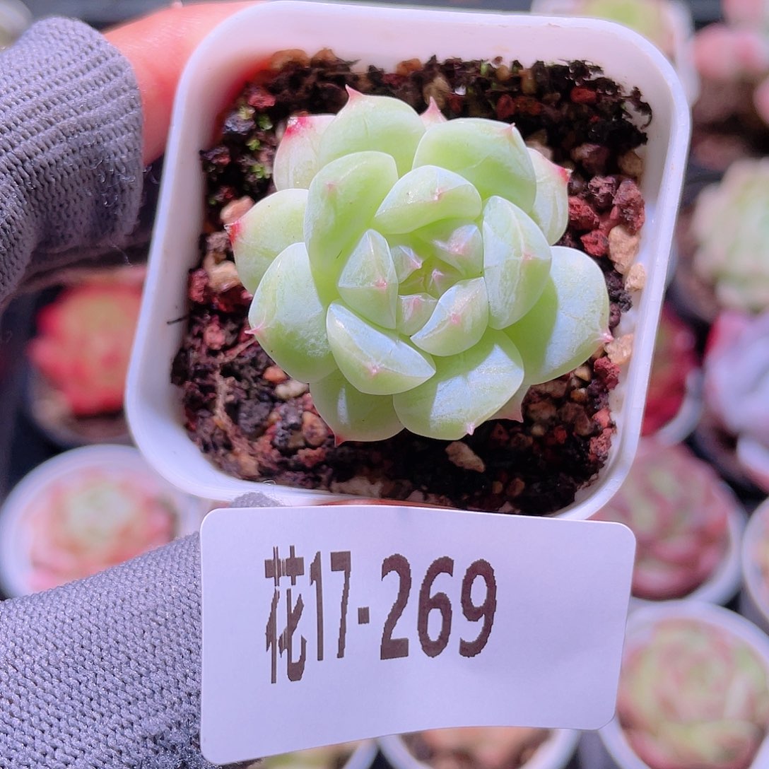 花利美17-269新品