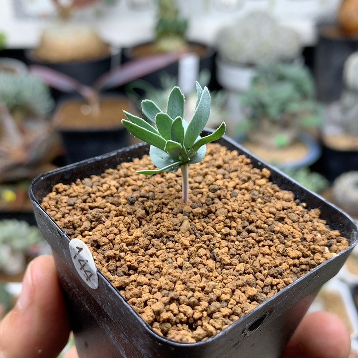 猪排雾冰玉带盆多肉