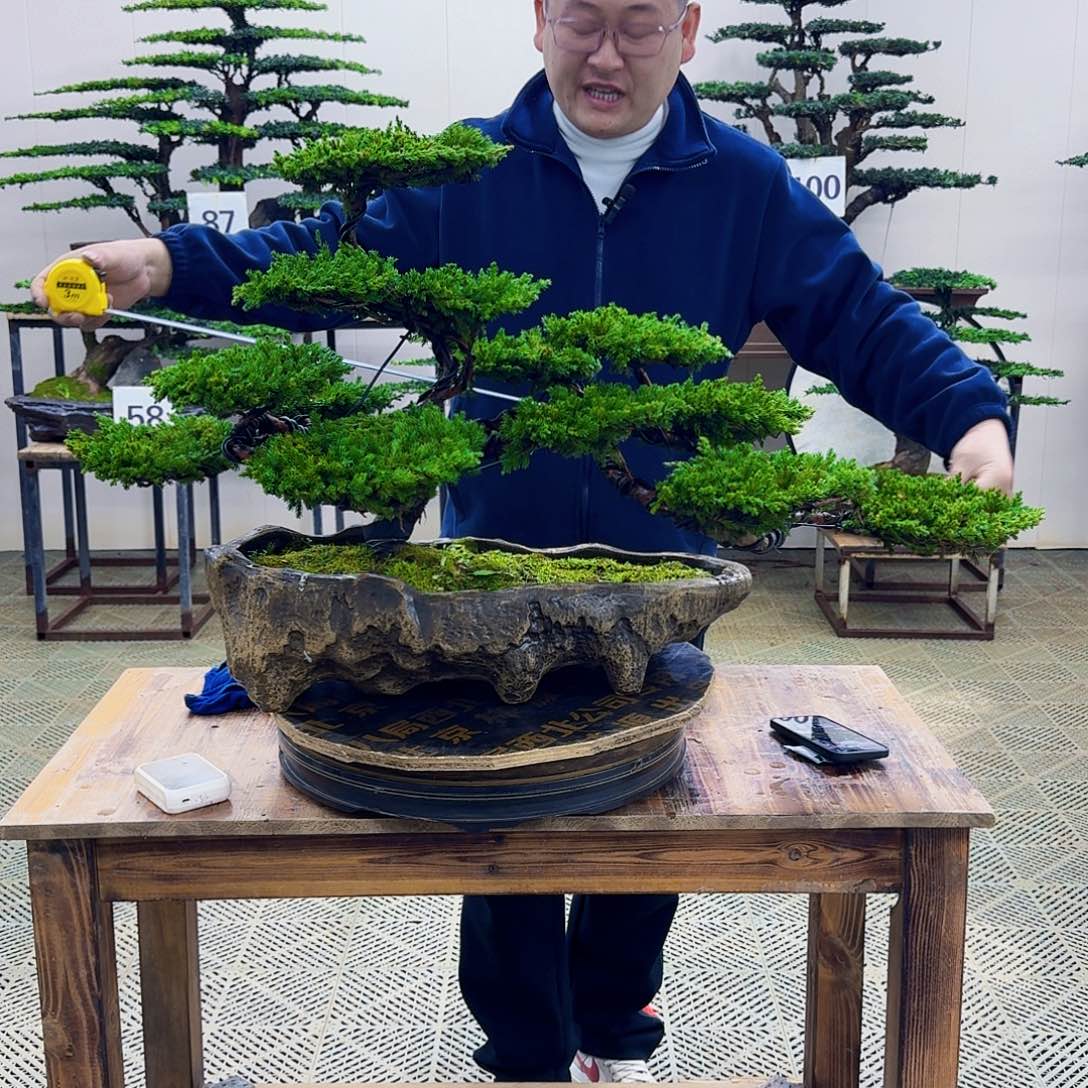 无花朵柏树造型盆景