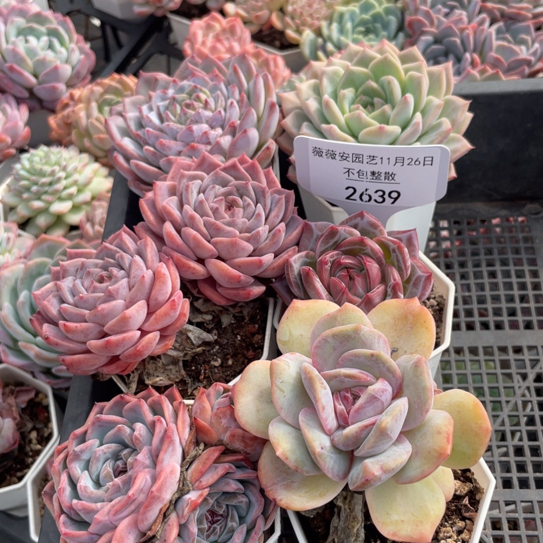 不包整散 盆子不售后2639