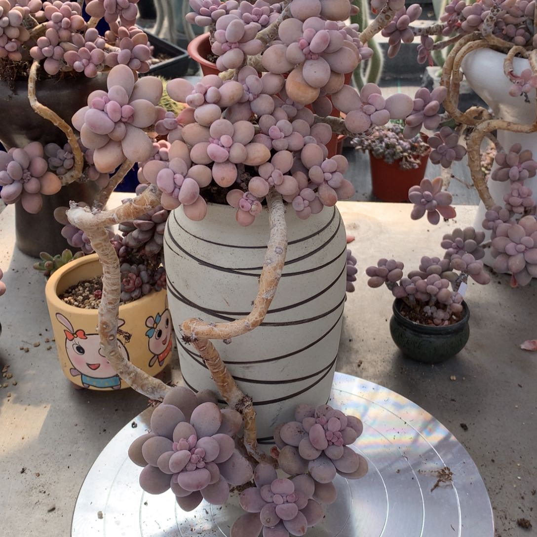 桃蛋老桩30号不带盆