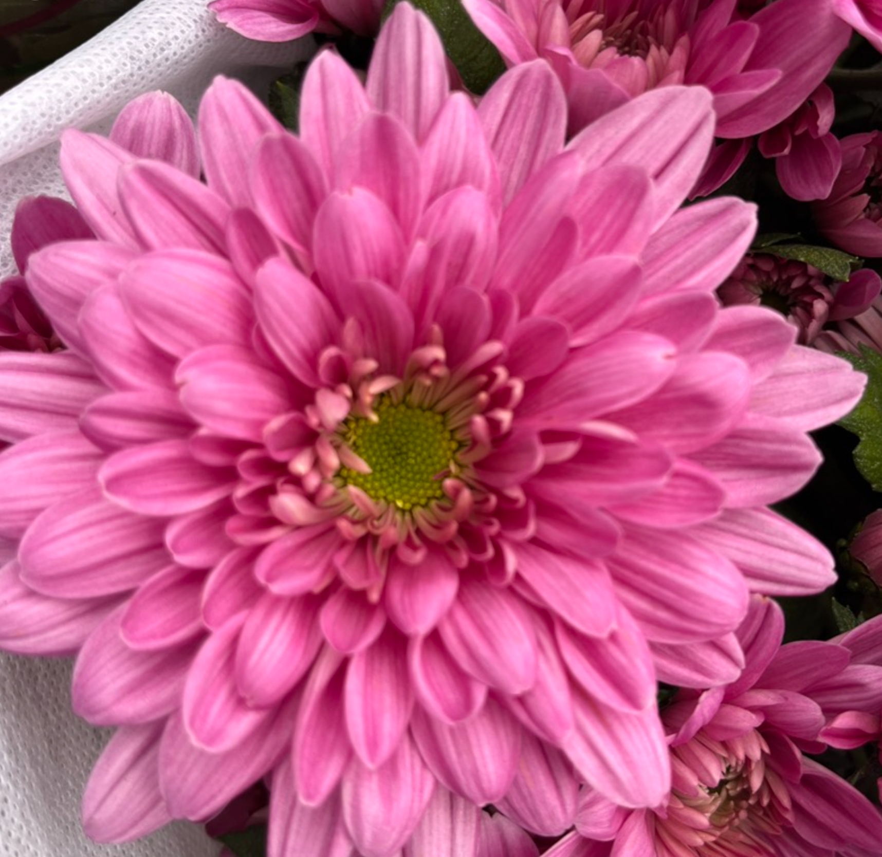 【大花重瓣粉牡丹】荷兰菊室内阳台四季盆栽花卉好养护花期长