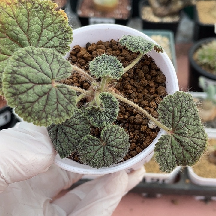 963圆叶杨葵块根，