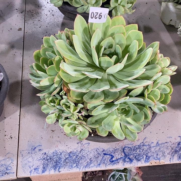 兰***朵920牡丹亭多肉植物