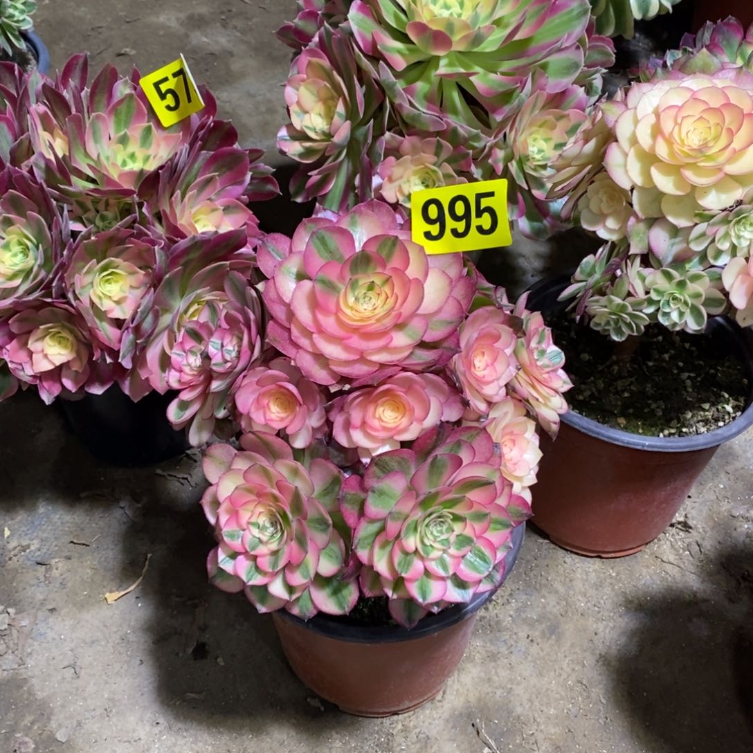 晚*荔枝多肉法师995