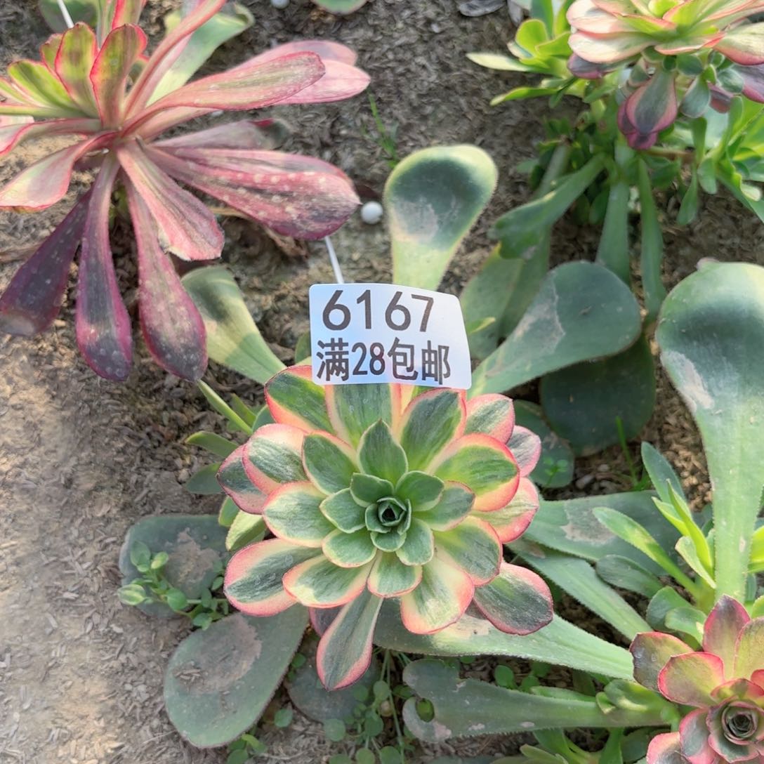 A. 6167玫瑰锦多肉