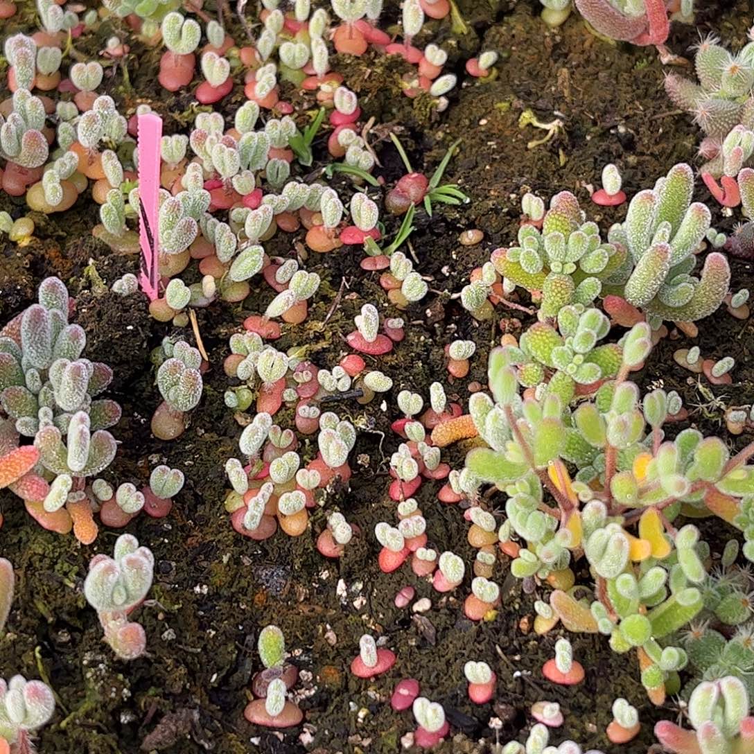 43混播切糕苗5厘米口径