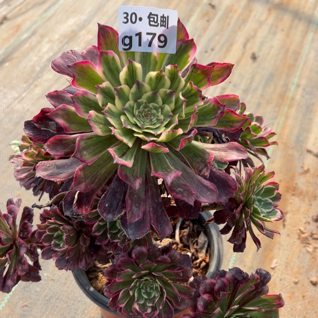 179紫嫣多肉法师