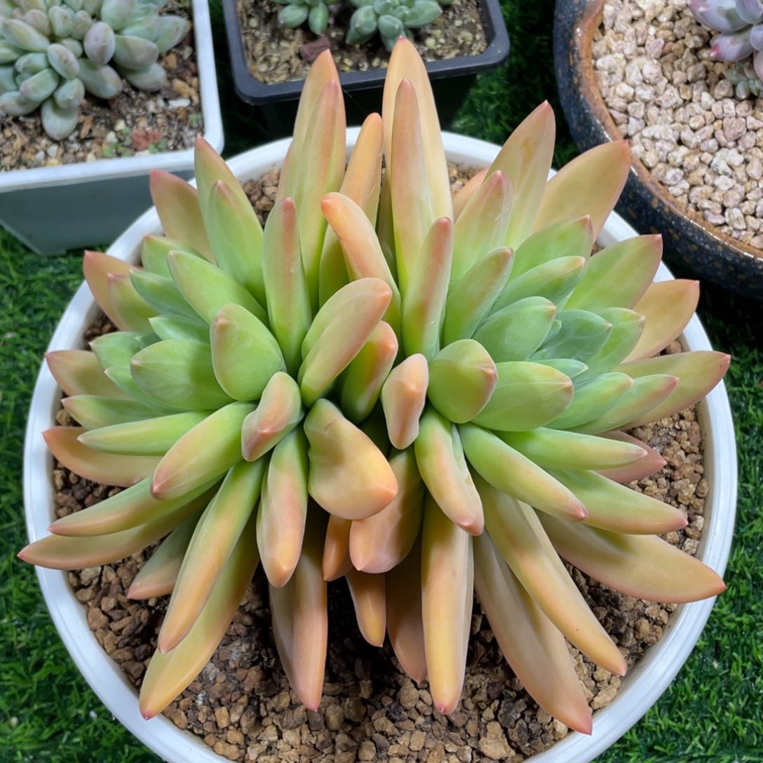 海洋之歌多肉植物