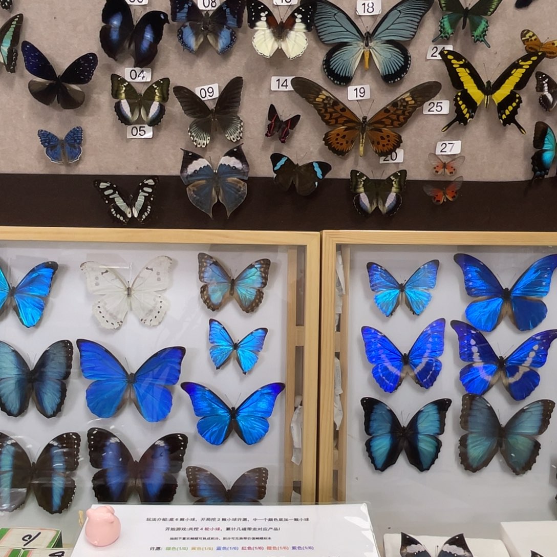 汕***）有机玻璃蝴蝶标本
