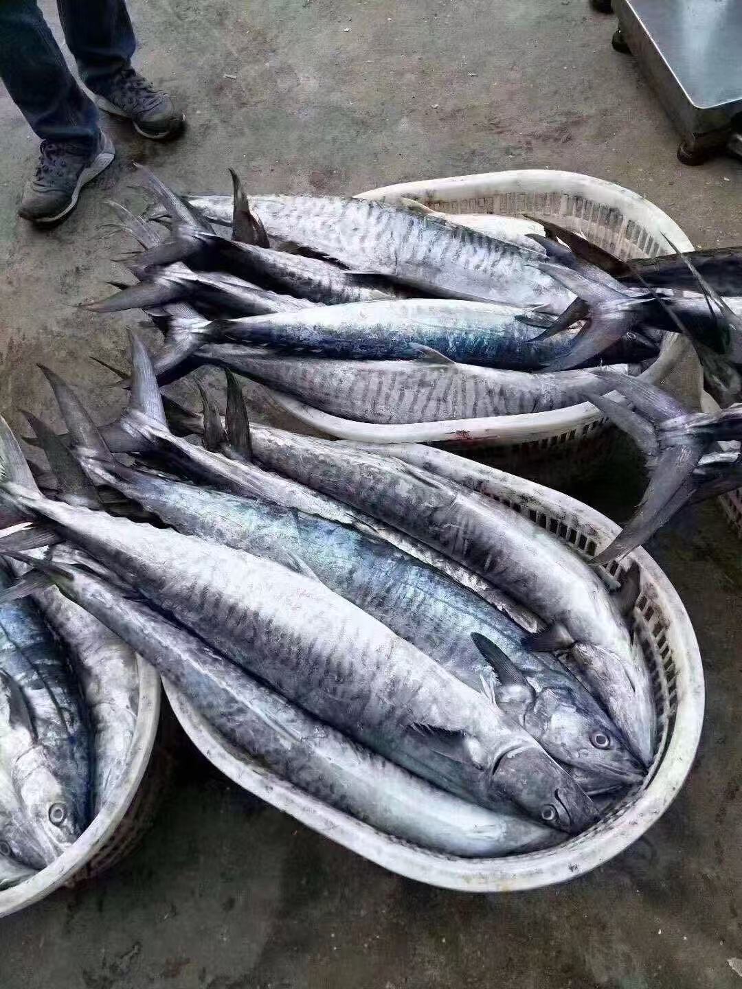 广东博贺本港海钓马鲛鱼