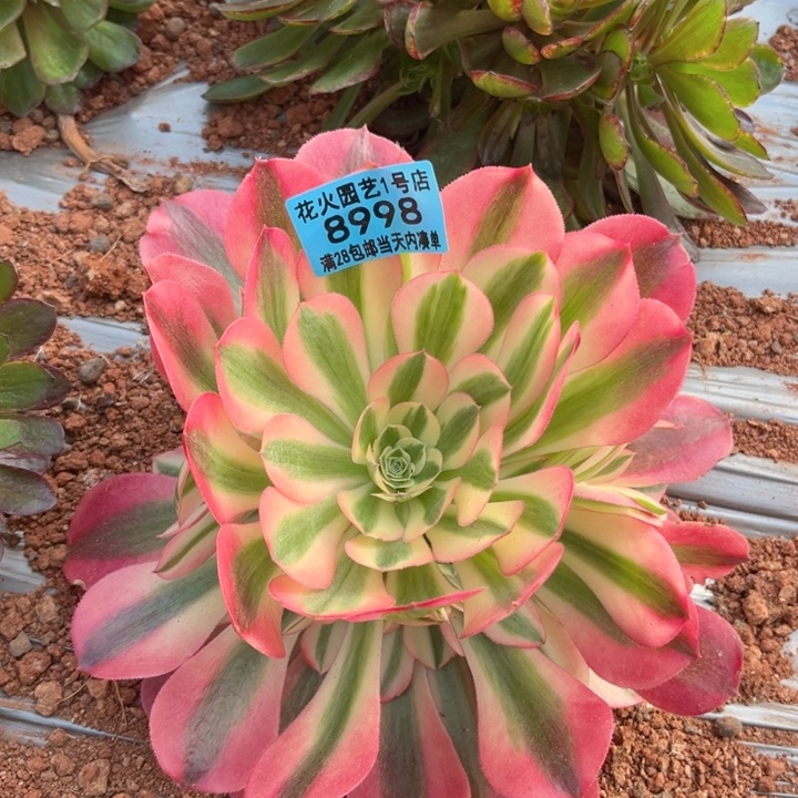 粉女巫8998多肉植物