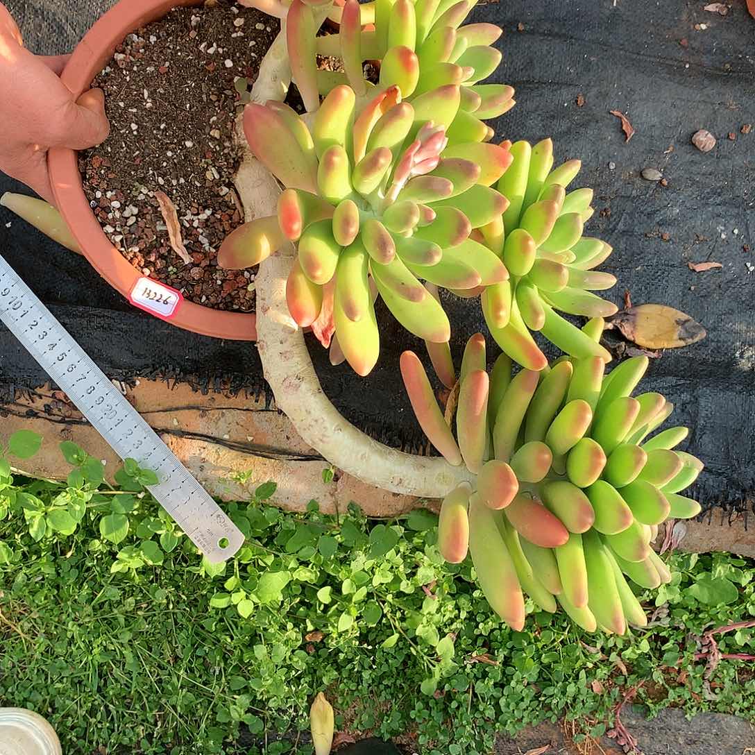 如****幸13226金蟾多肉