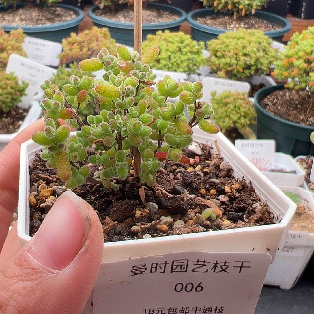 把****?6号密橘糖球1.3多肉