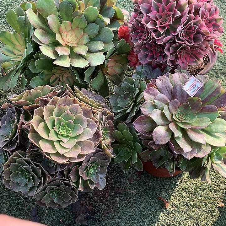 888四颗多肉植物