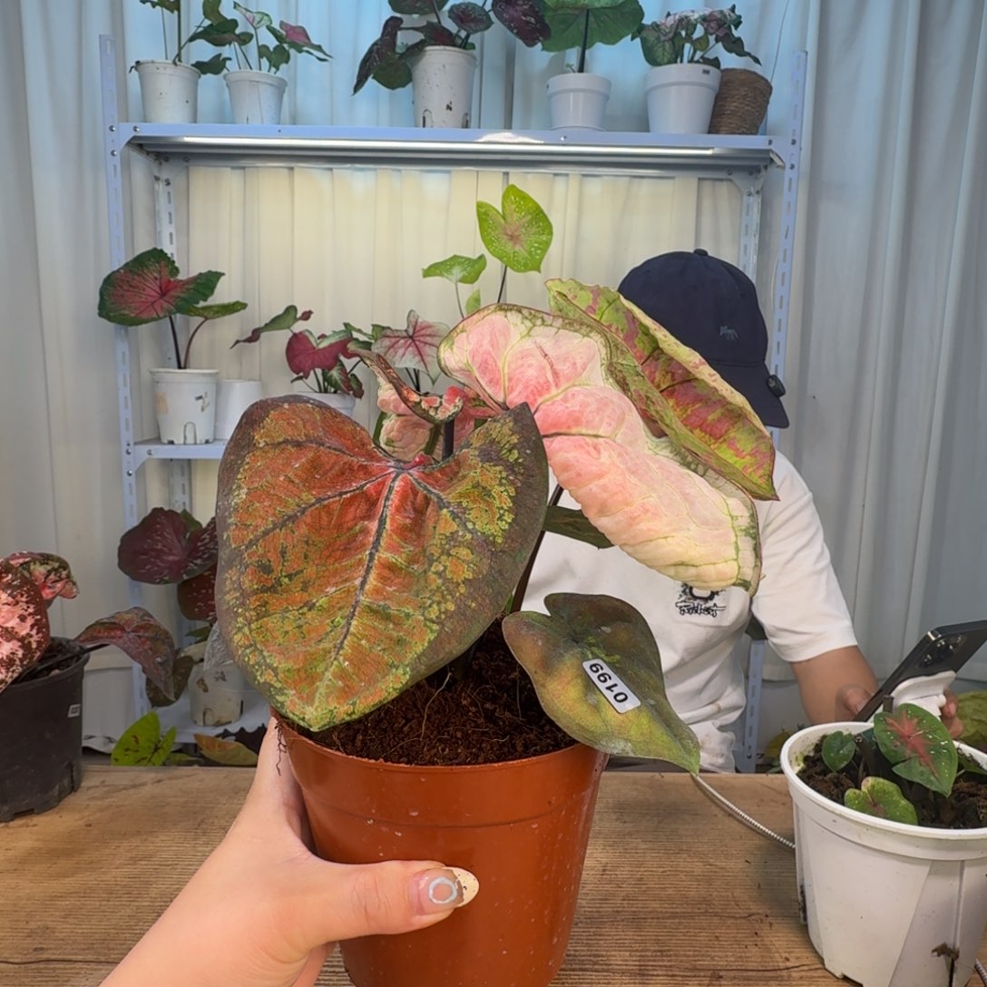 无花朵海后    0199