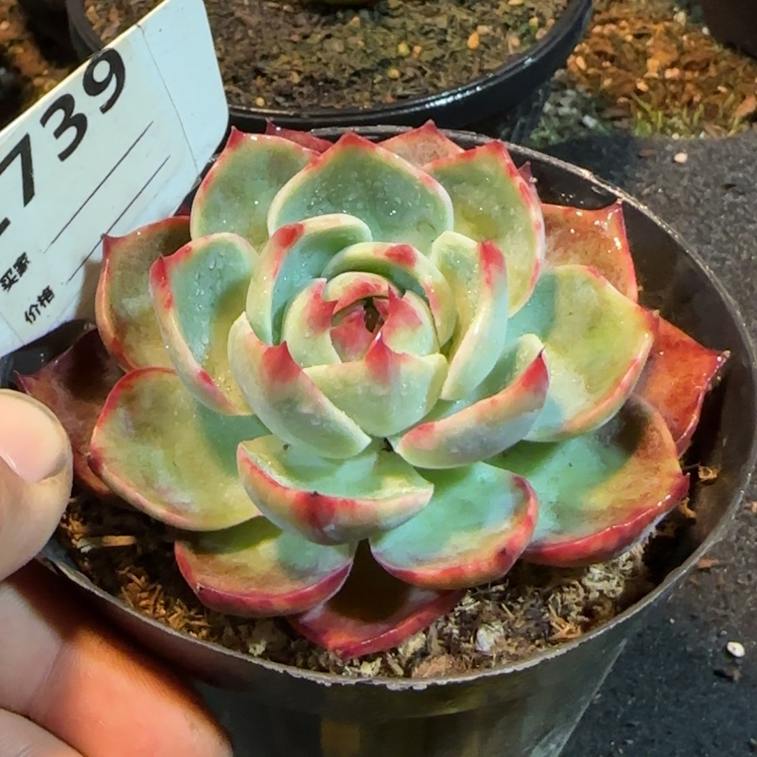 惊鸿一物一拍包装收缩花旱739