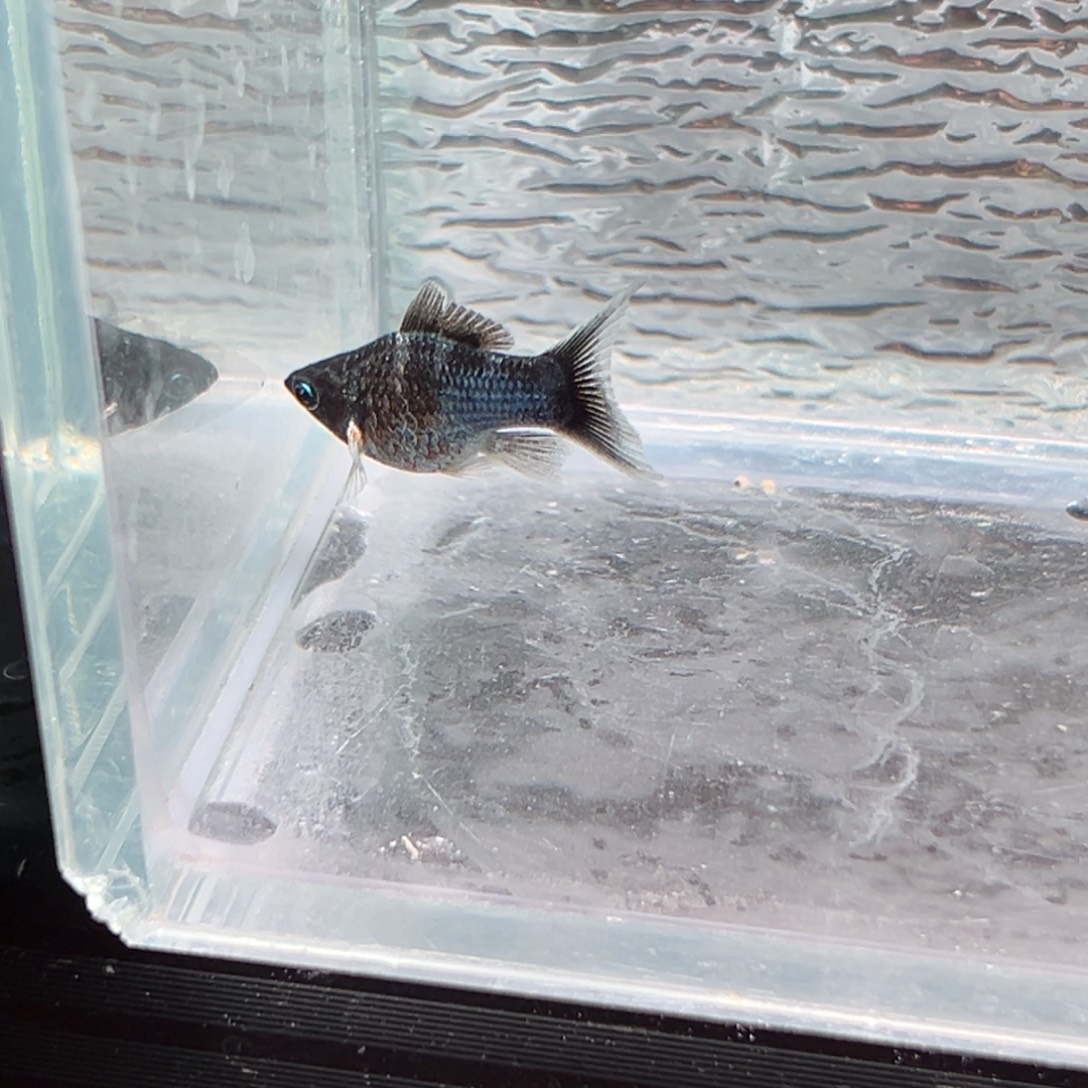 孔雀鱼玛丽鱼一条母