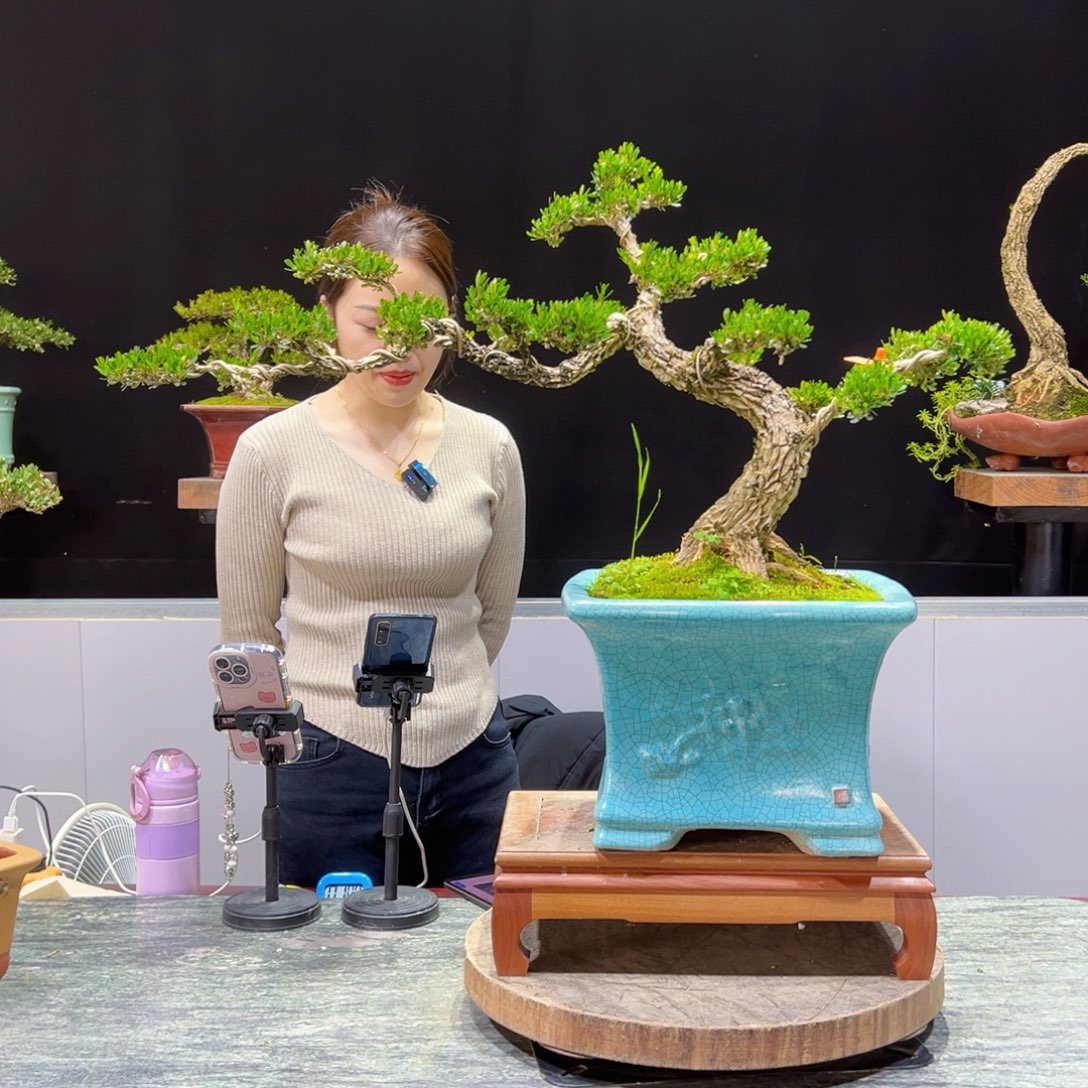 四季常青老桩黄杨盆景