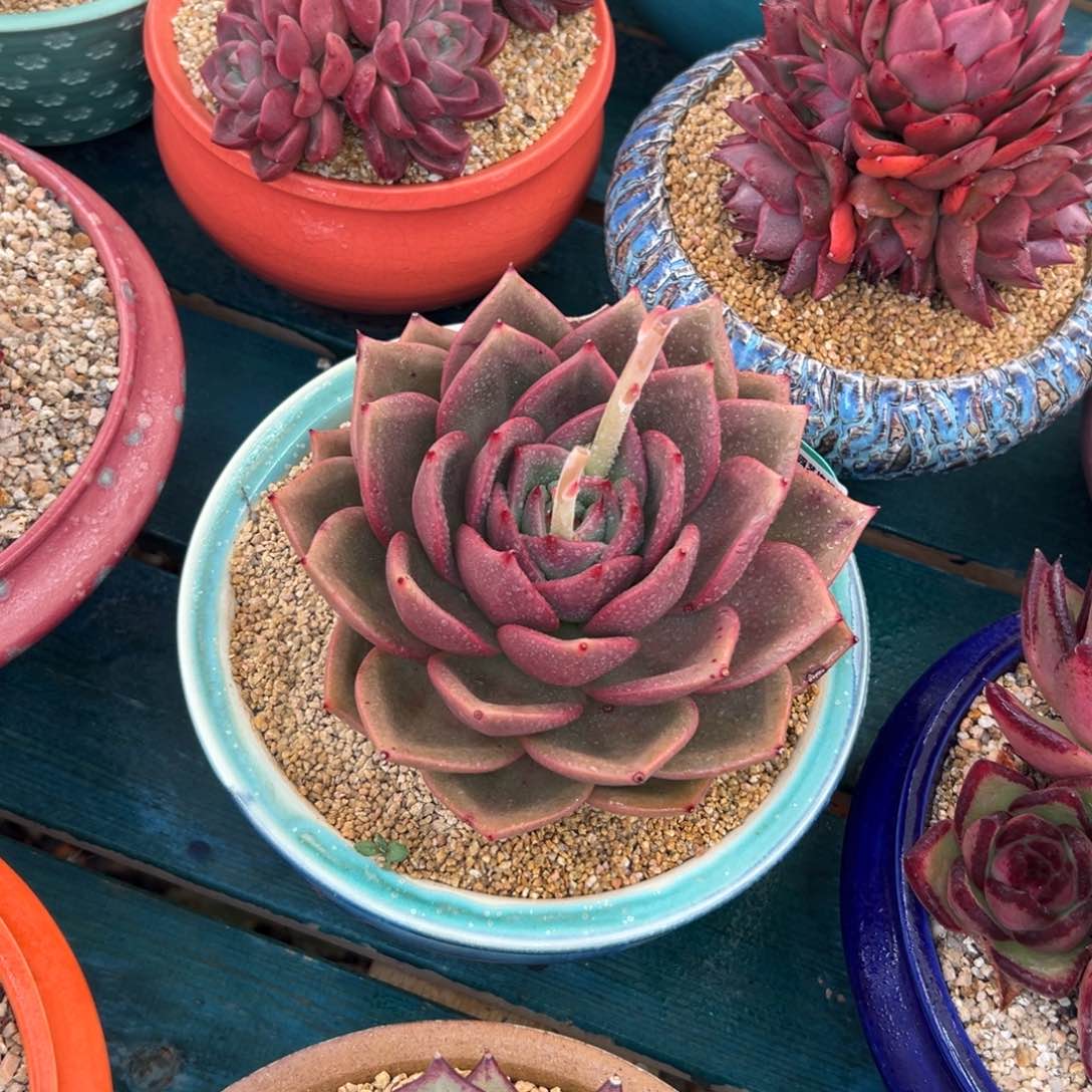 景**至多肉一物一拍0127-404