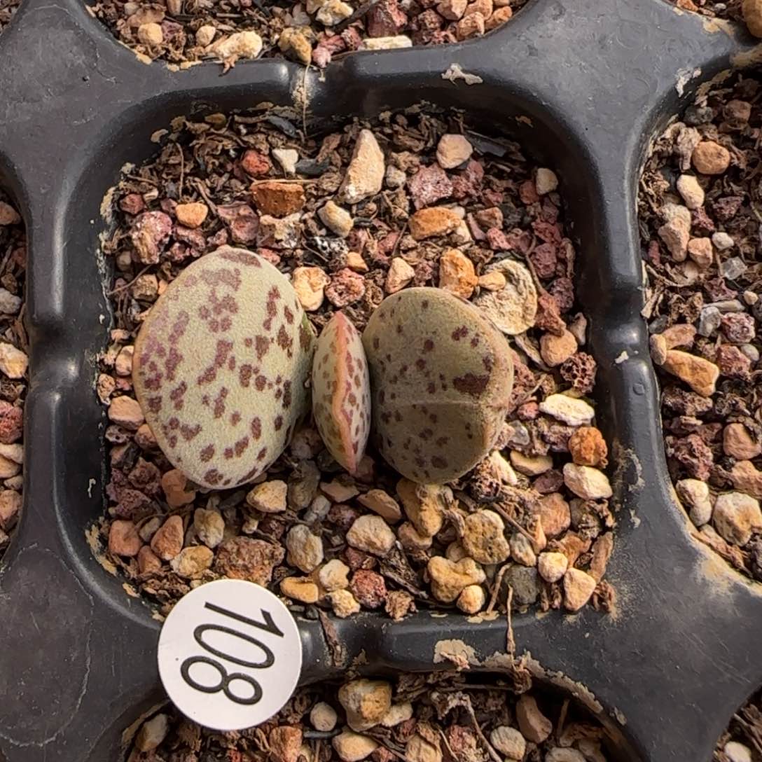 花蛋水泡多肉108号