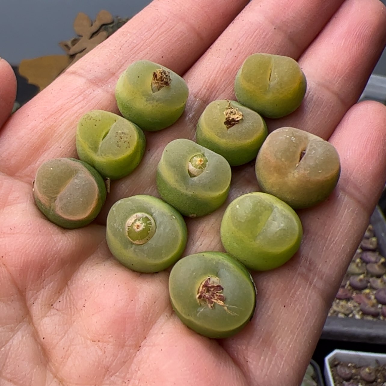 【闪购商品】00000008泡