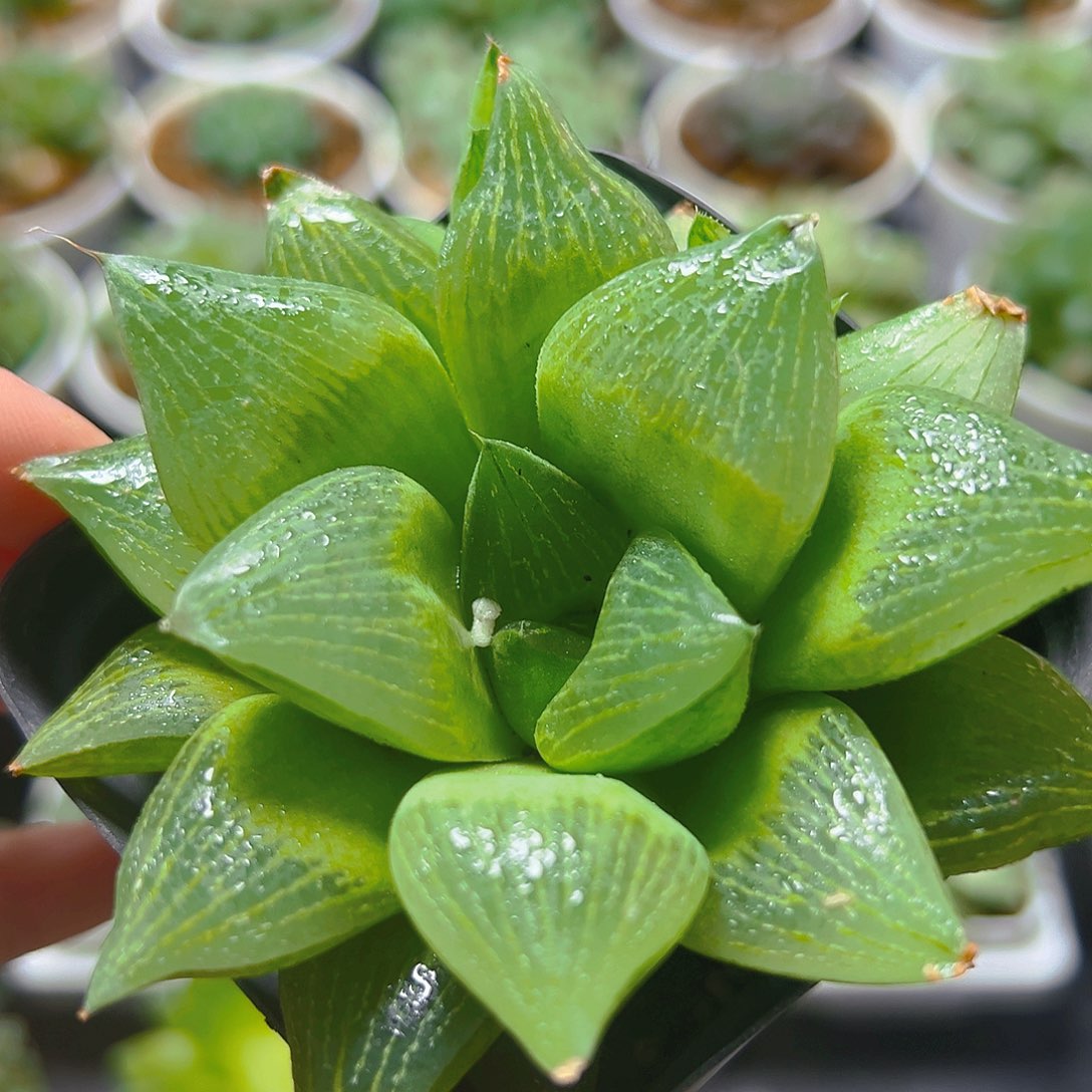 帝王玉露多肉多肉多肉