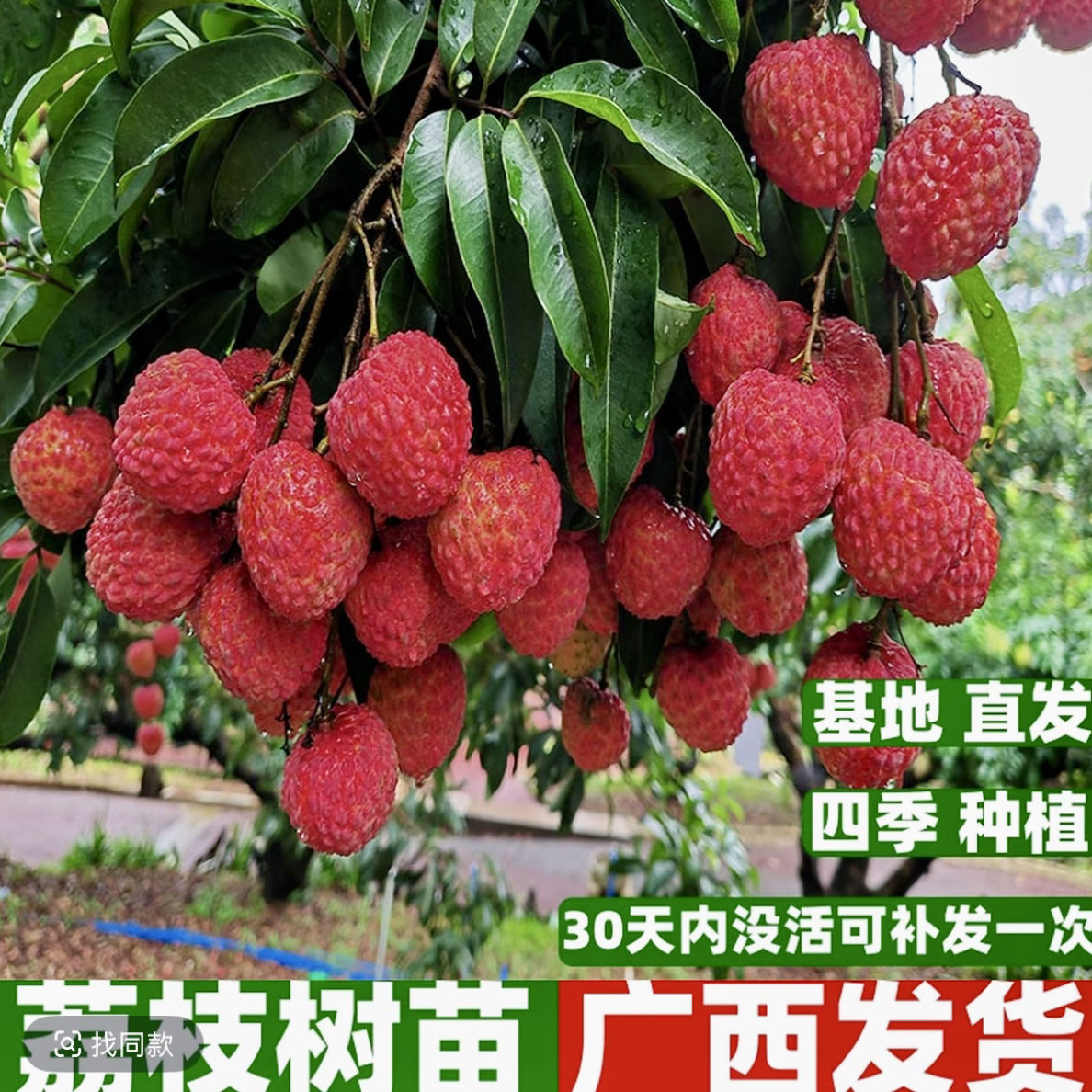 （顺丰包邮）荔枝树苗带花冰荔无核仙进奉荔嫁接果树苗桂味带土带叶