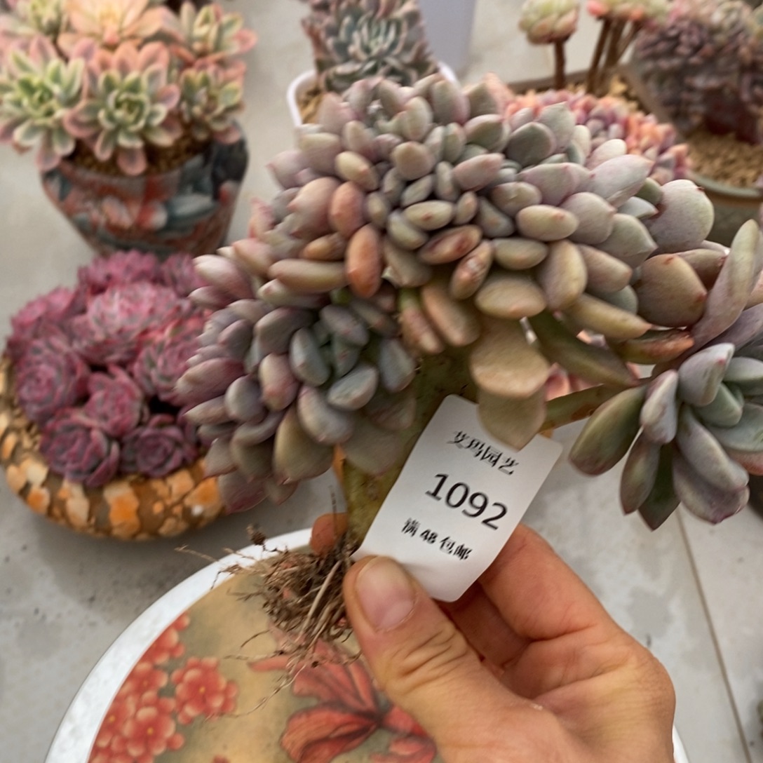 花瓣露缀化多肉多肉092