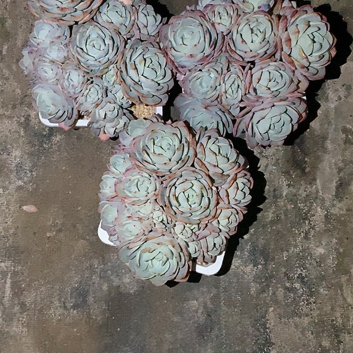 宝****r白月光多肉植物6-6