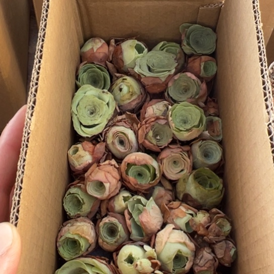 三碗017 多品种一盒量拍