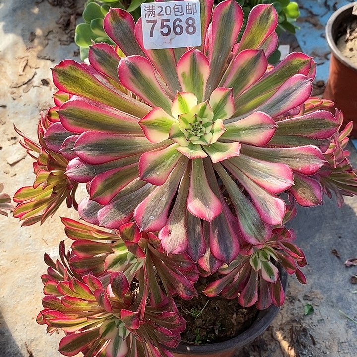 7568 一颗红铜葫法师