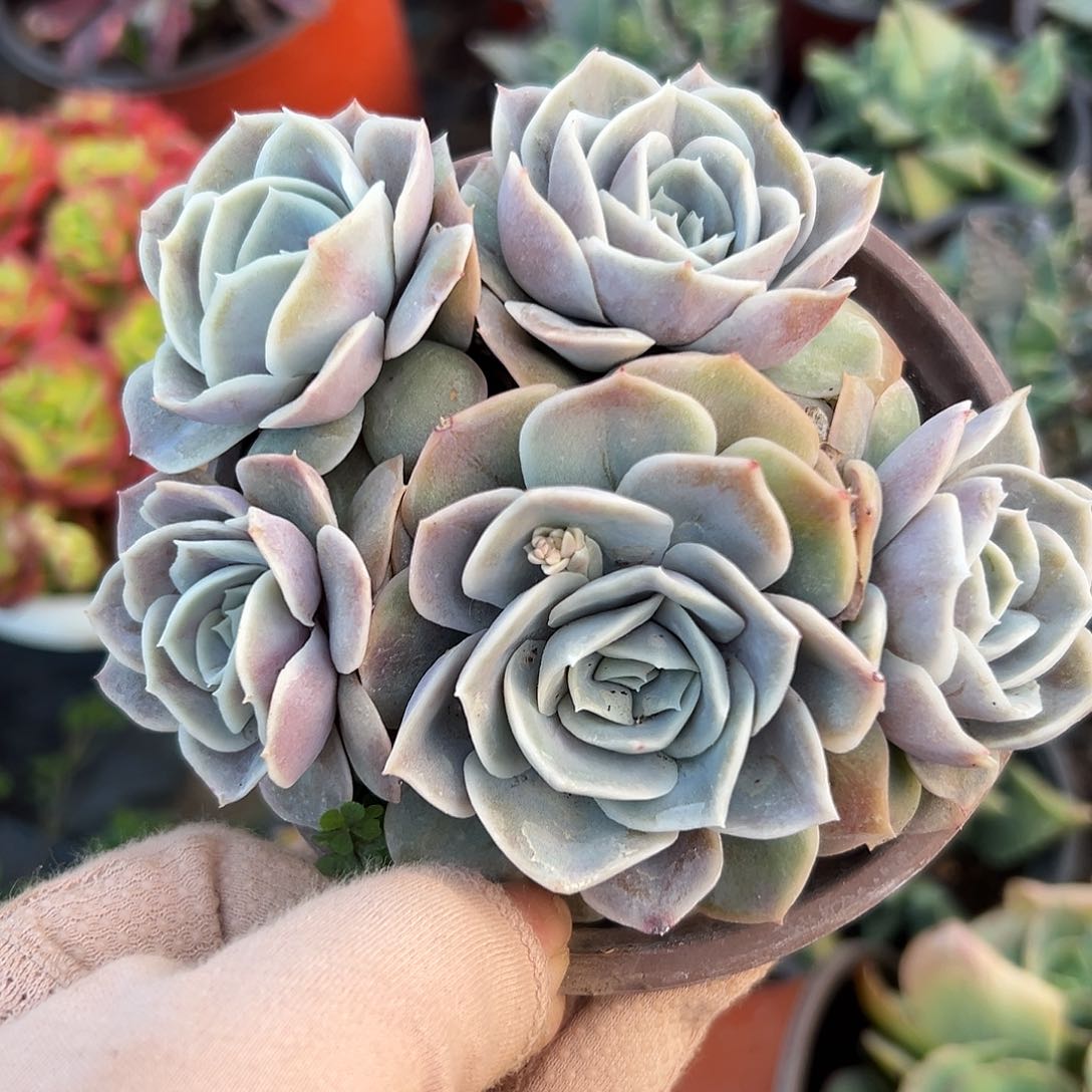 多肉植物多肉植物