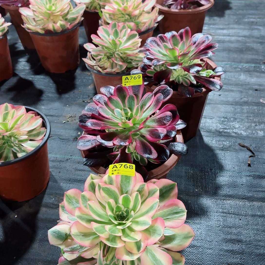 组合法师多肉植物769768