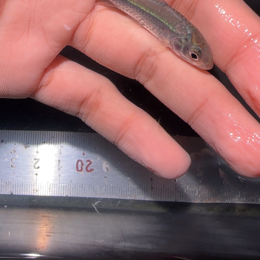 海水鱼蓝鳍彩虹空运邮费